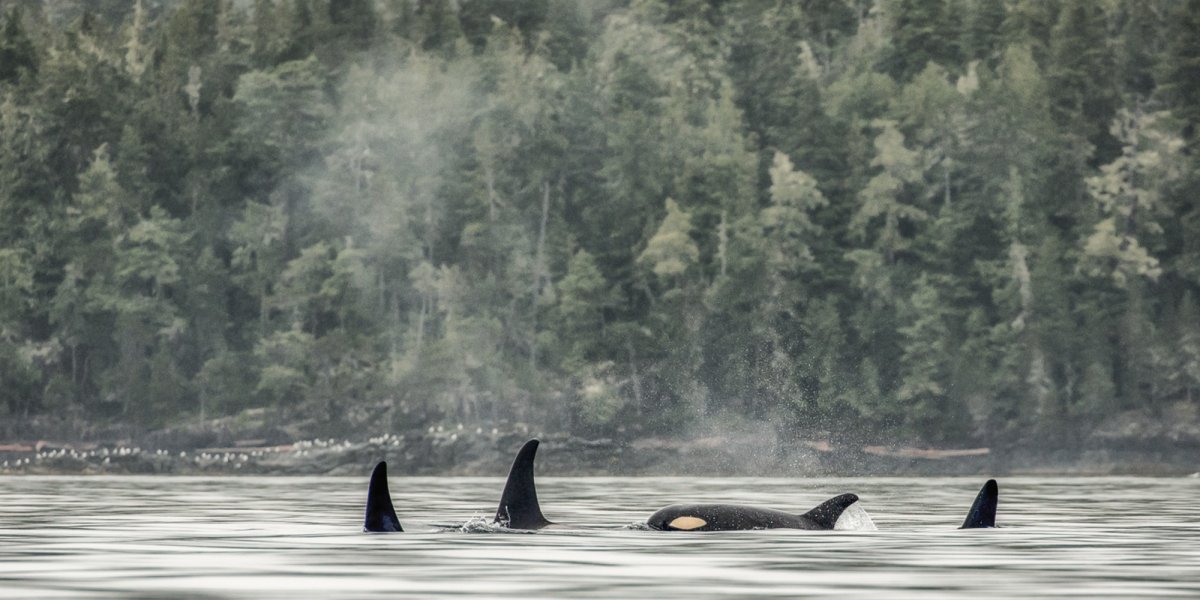 orcas breaching in British Columbia 