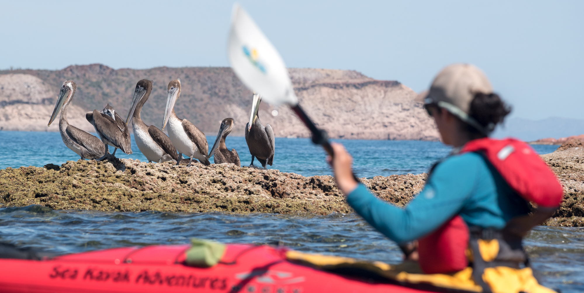 A woman sea kayaking next to a herd of brown pelicans on a rock in Baja California Sur