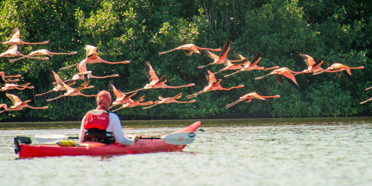 Person in a single red sea kayak paddling towards a flock of pink flamingos flying in Cuba