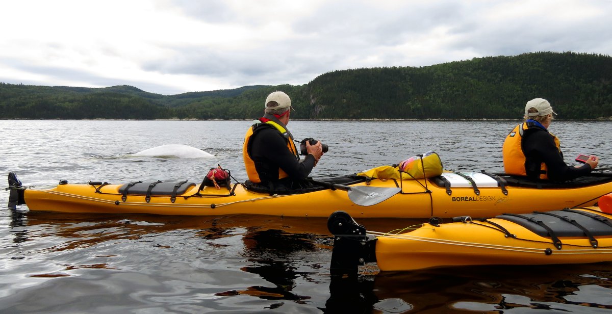 People in a tandem yellow kayak admiring a Beluga whale swim right past their kayak in Quebec