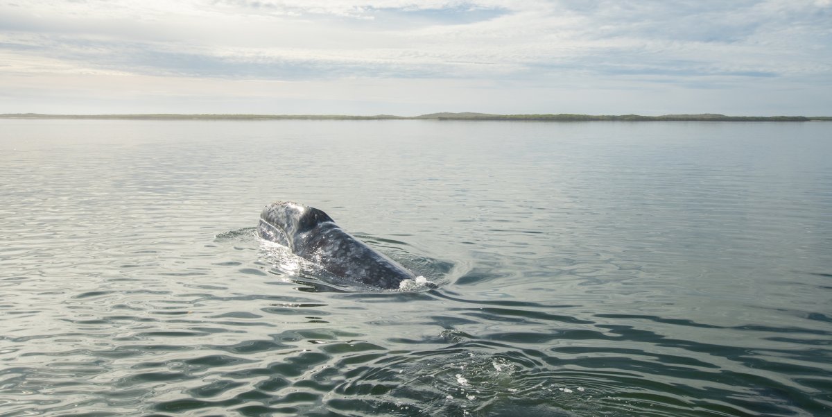 Gray whale swimming away in the Pacific Ocean off the coast of Baja California Sur