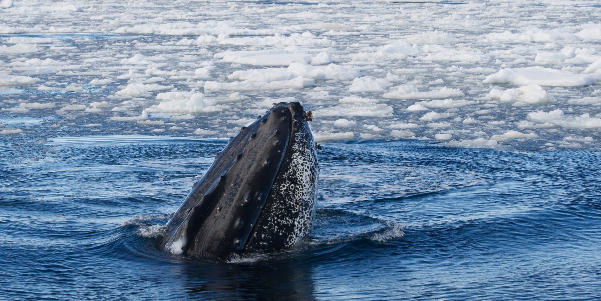 Humpback whale breaching the surface of the water covered in ice pieces in Antarctica