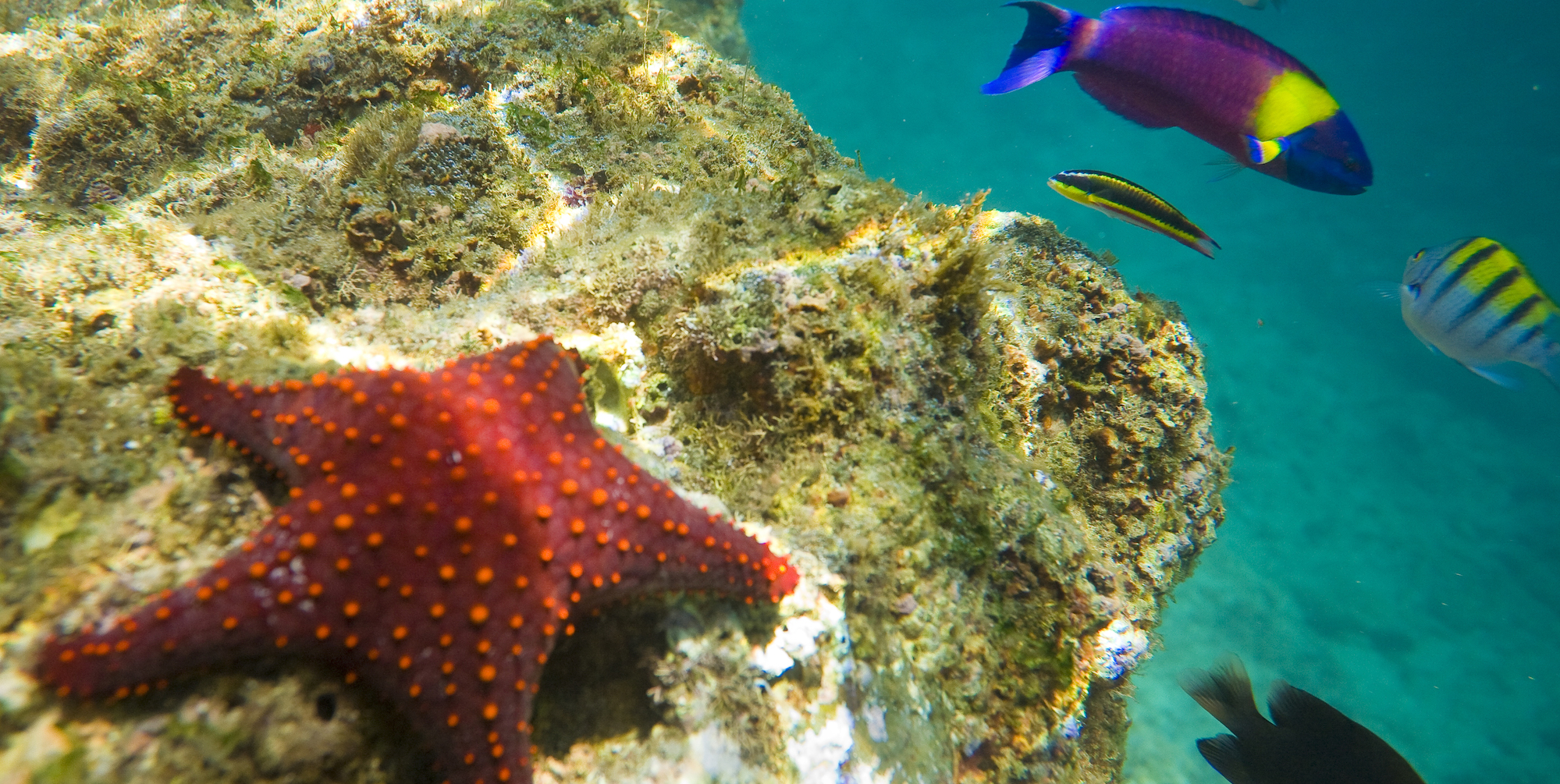 A red sea star perched on a rock while tropical fish swim past underwater