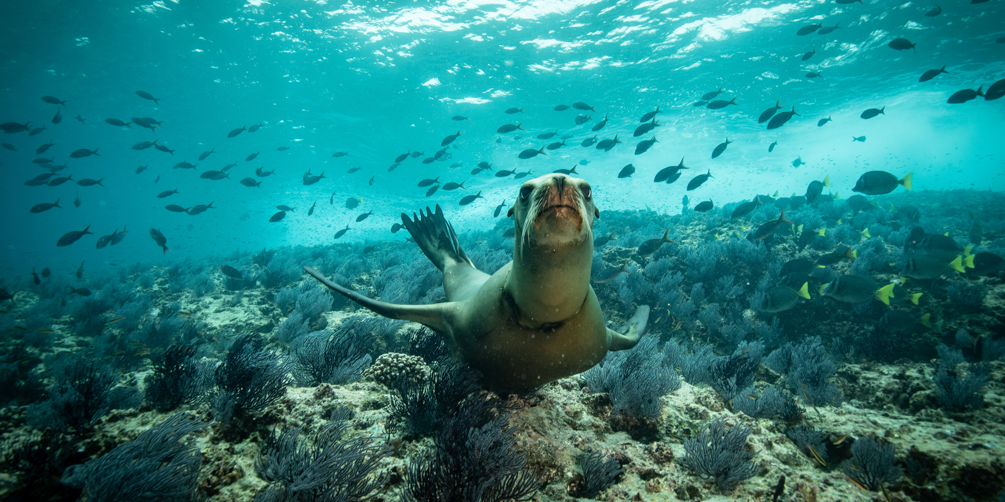 Sea lion snorkeling among a school of fish at the bottom of the Sea of Cortez
