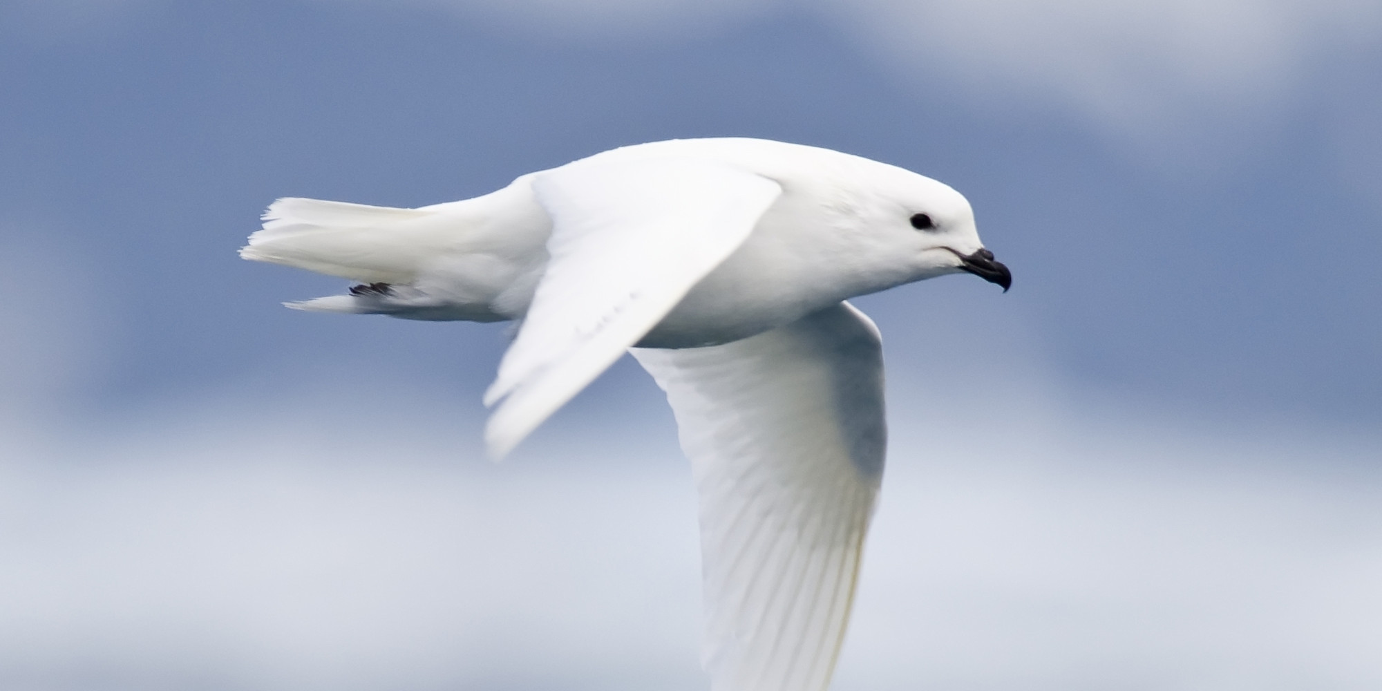 Side view of a snow petrel flying through a dark blue sky in Antarctica