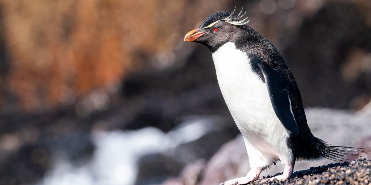 A southern rockhopper penguin on a rock