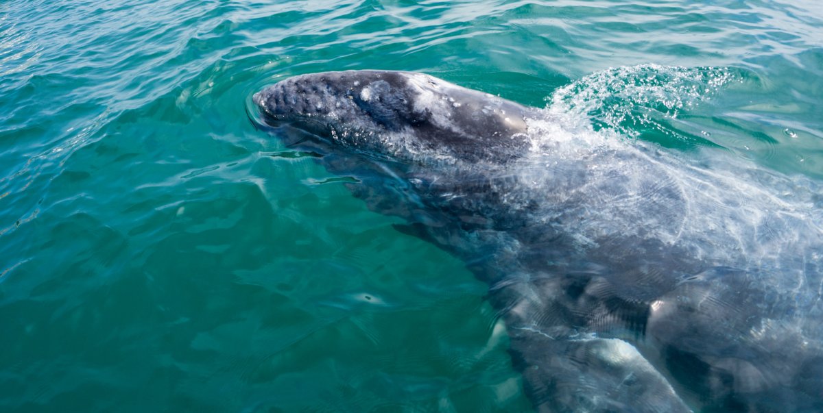 Young Gray Whale swimming around the warm lagoons of Baja California