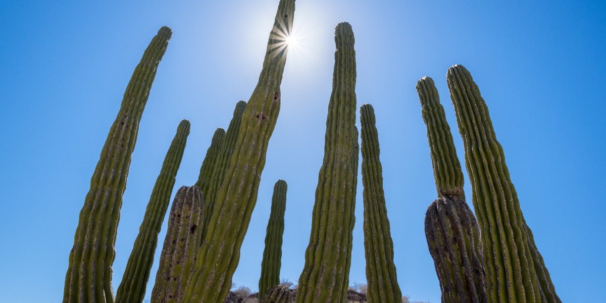 cactus in the sun