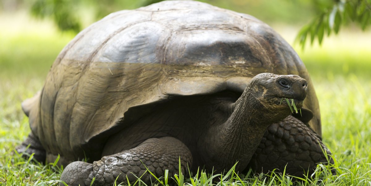 giant land tortoise eating grass amongst a grassy field in the Galapagos Islands