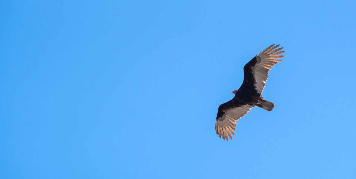 Turkey vulture flying over Baja, Mexico on a clear sunny day