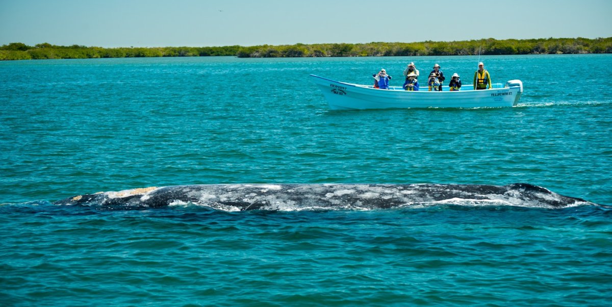 A group of tourists watching a gray whale surface the water from a boat in the Sea of Cortez in Baja, California Mexico