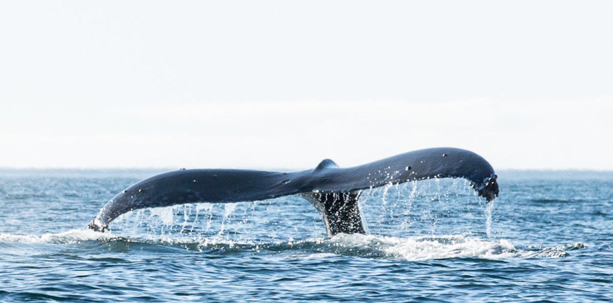Whale tail sticking out of the water off the coast of British Columbia