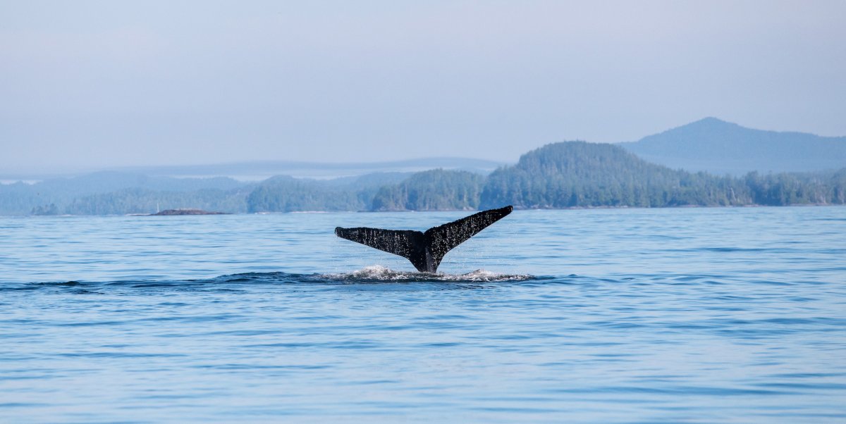 Whale tail sticking out of the water off the coast of Vancouver Island, BC