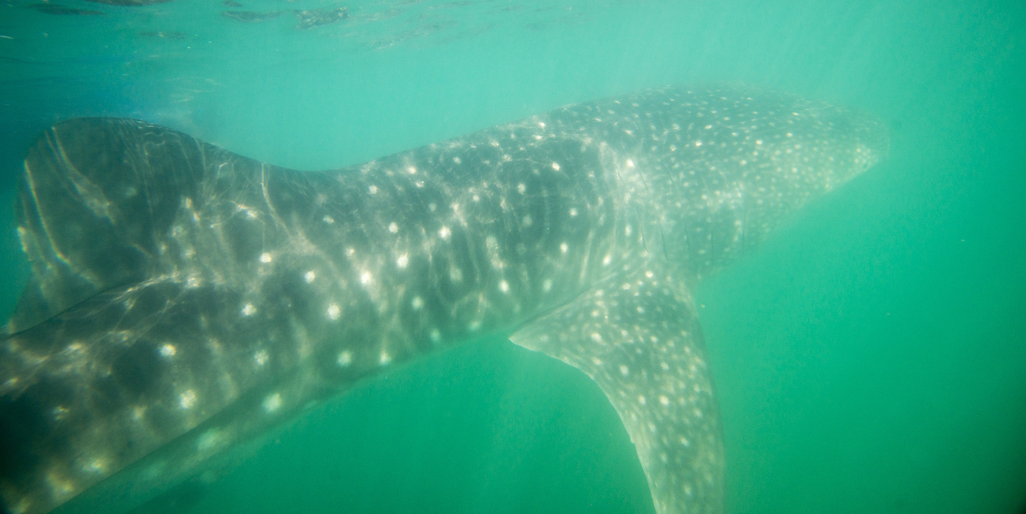 Underwater shot of a whale shark swimming away