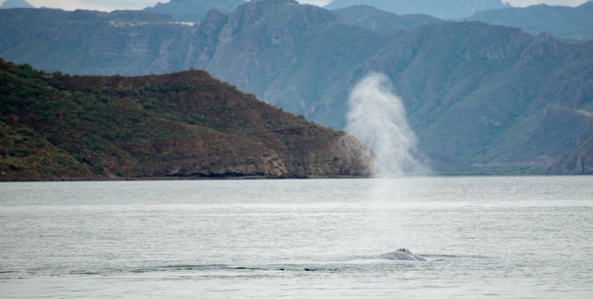 Whale breathing through its blowhole in Loreto Bay, Baja California Sur