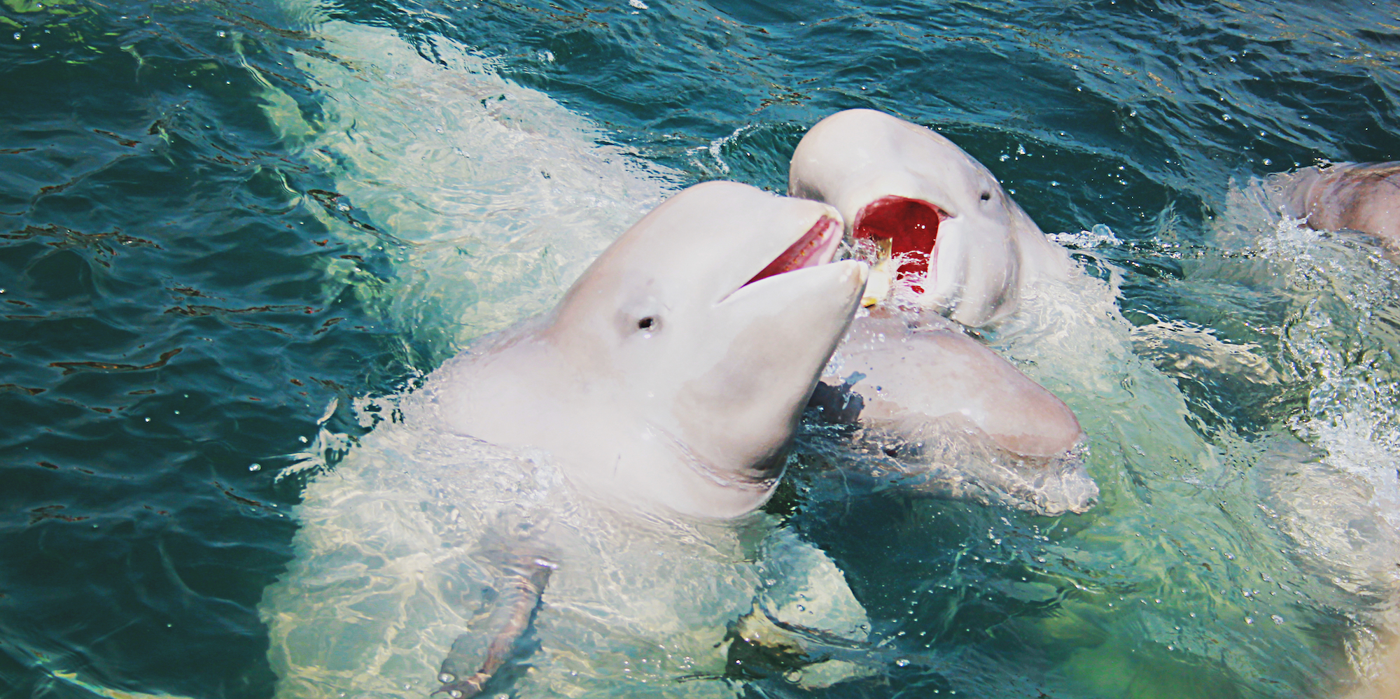 Two beluga whales touching each other with their mouths open