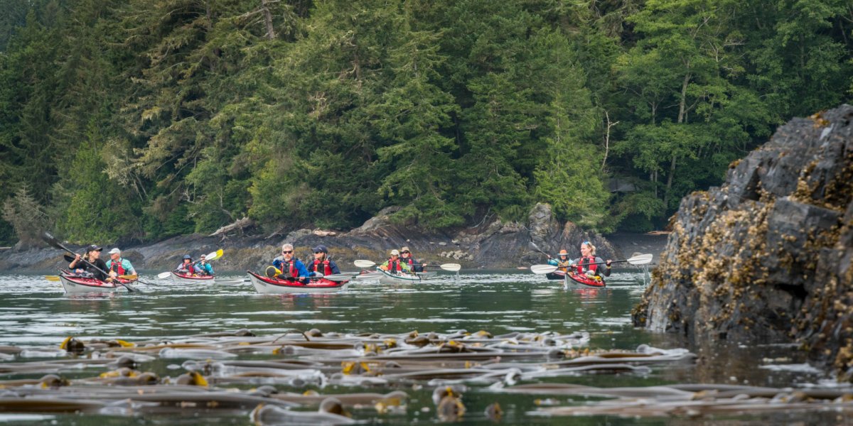 Bullwhip Kelp of British Columbia Adventures Kayak Sea 