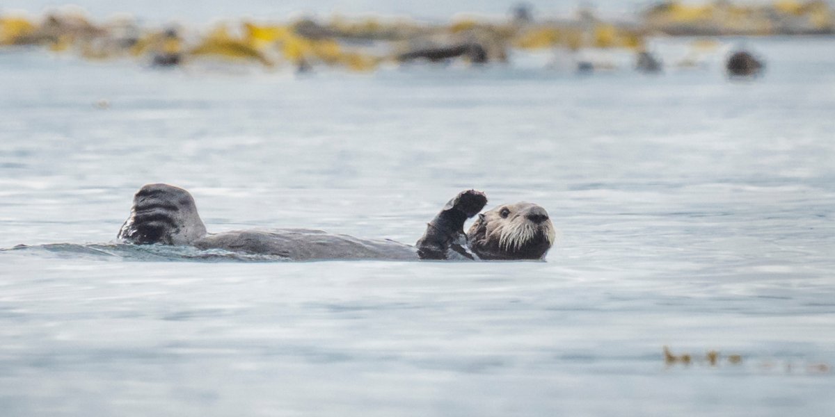 Creature Feature - British Columbia's Sea Otters | Sea Kayak