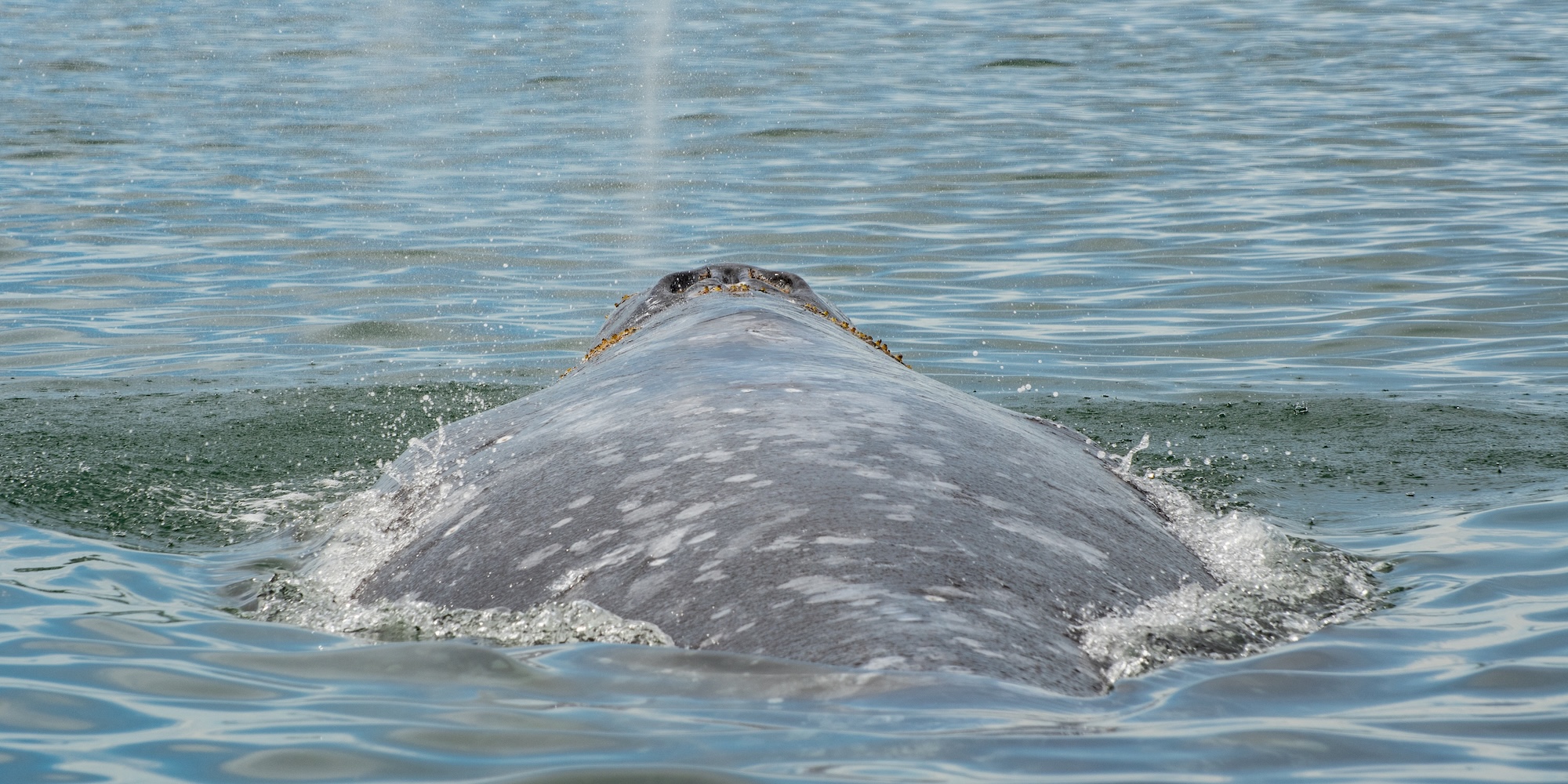 Close-up of a gray whale surfacing in the ocean off Vancouver Island during whale watching season