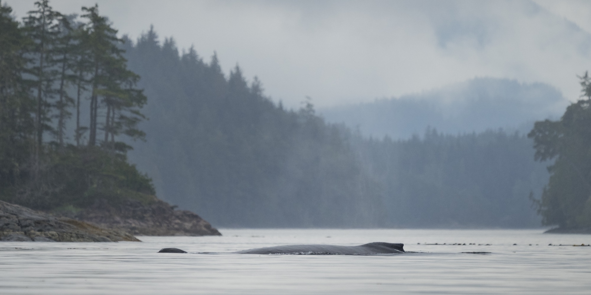 Humpback whale surfacing in misty coastal waters near forested shoreline on Vancouver Island, British Columbia