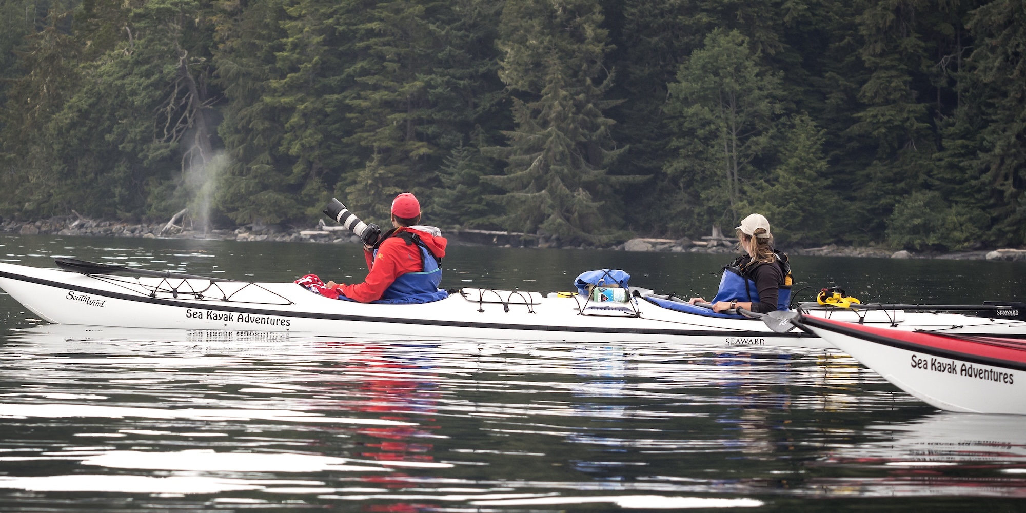Sea kayakers observing a whale spout near a forested shoreline in British Columbia during a guided kayaking tour