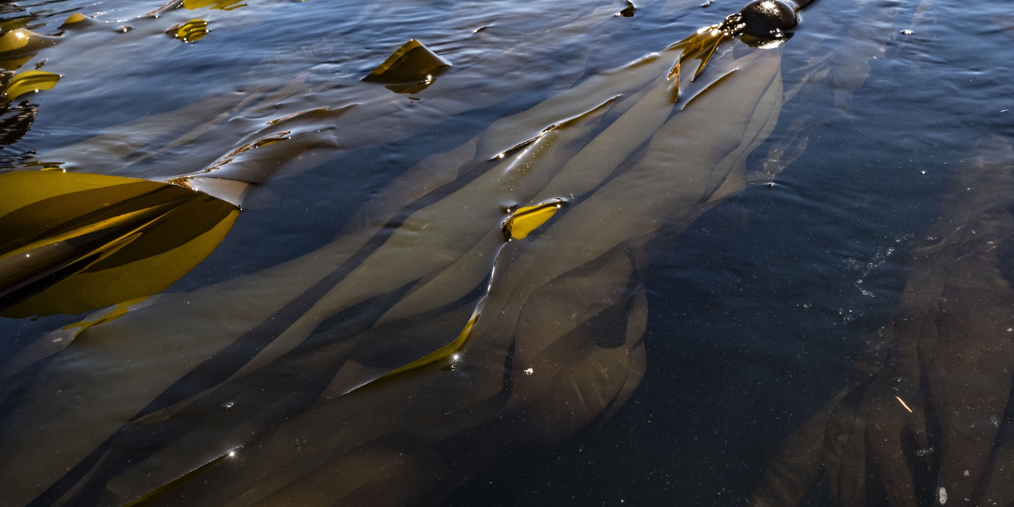 Golden kelp coming to the surface of the water.