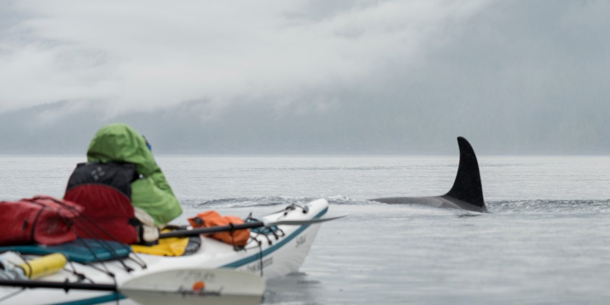woman in a sea kayak photographing an orca whale