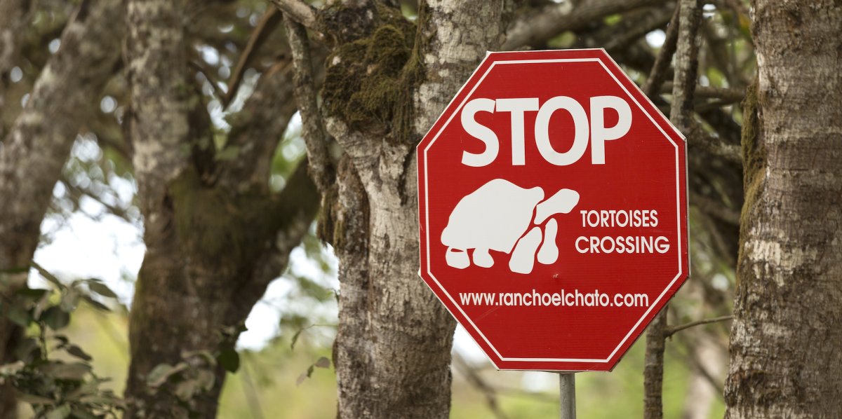 stop sign saying there are slow tortoises crossing in the Galapagos islands