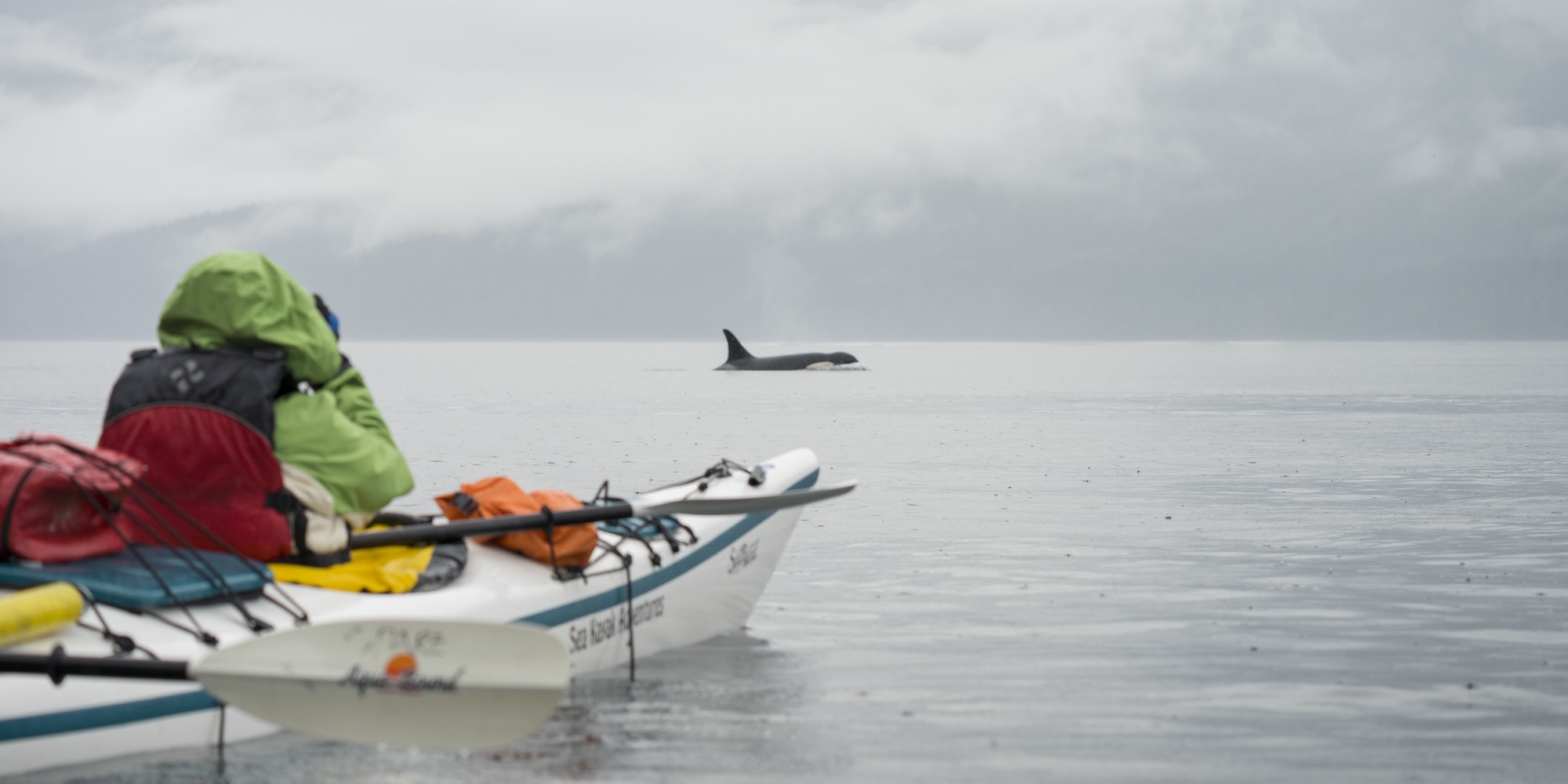 Sea kayaker observing an orca swimming in calm waters off Vancouver Island, British Columbia