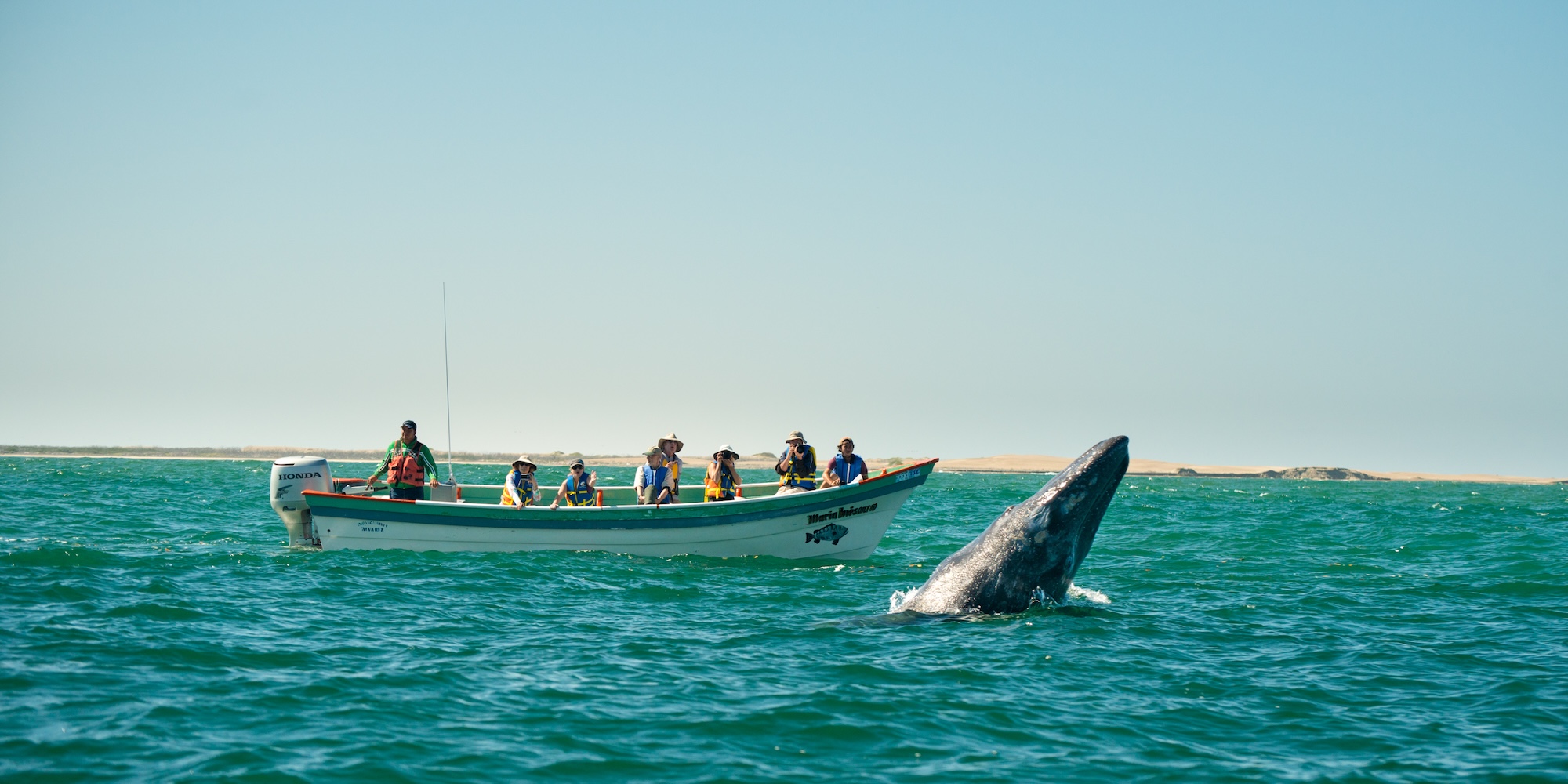 A gray whale surfacing near a whale watching boat filled with Sea Kayak Adventures guests on a whale watching tour in Baja.