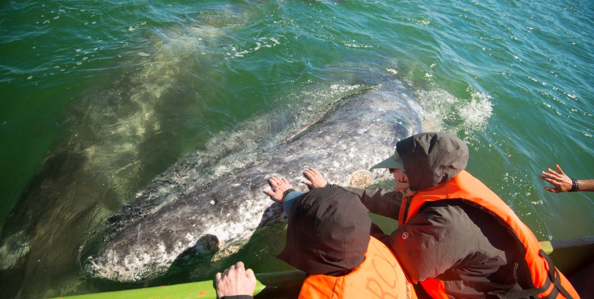 Group of tourists touching a gray whale from their boat in Baja Mexico