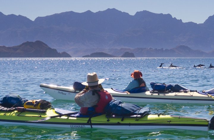 People sea kayaking and watching a school of dolphins in the Sea of Cortez 