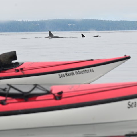 Sea Kayak Adventures British Columbia feature in Northwest Travel and Life magazine