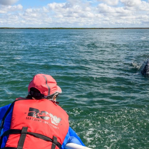 gray whale tour in baja