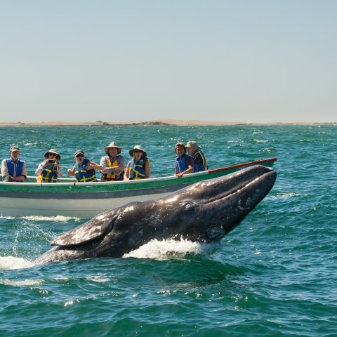 A gray whale breaching near a group of tourists on a whale watching tour in Puerto Chale. 