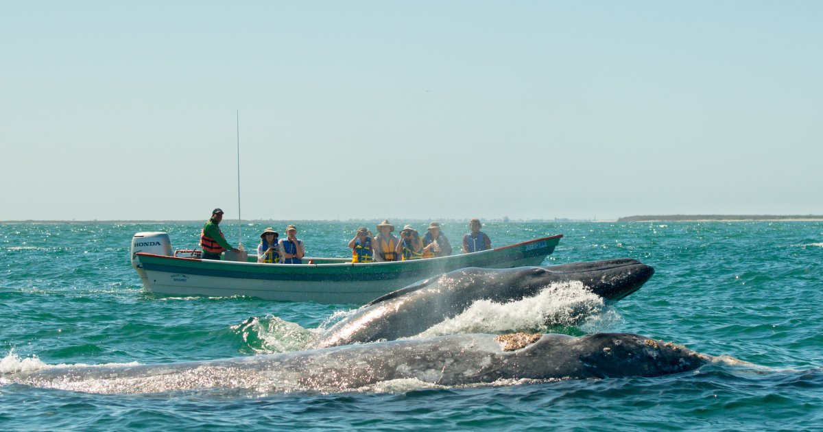 Family Whale Watching in Magdalena Bay | Sea Kayak Adventures
