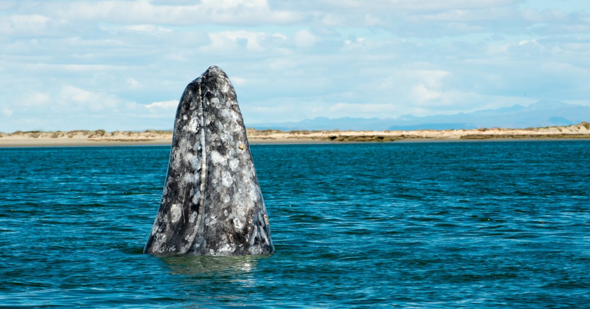 Baja Whale Watching - San Ignacio Lagoon | Sea Kayak Adventures