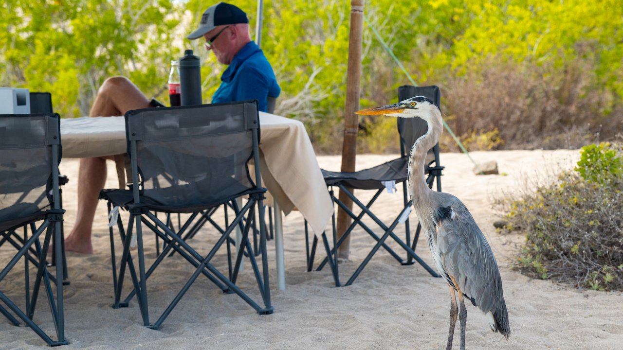 A great blue heron on a beach beside a camping table in the Galapagos Islands 