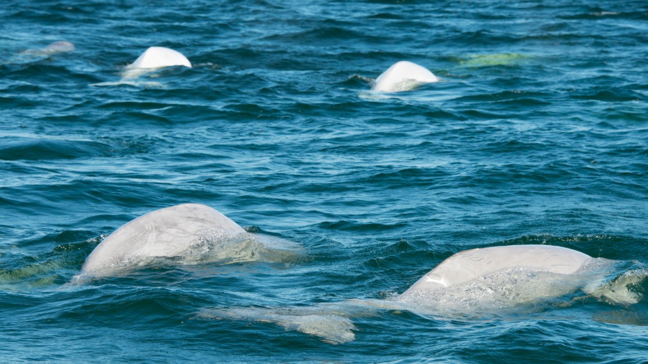 Four Beluga Whales swimming 