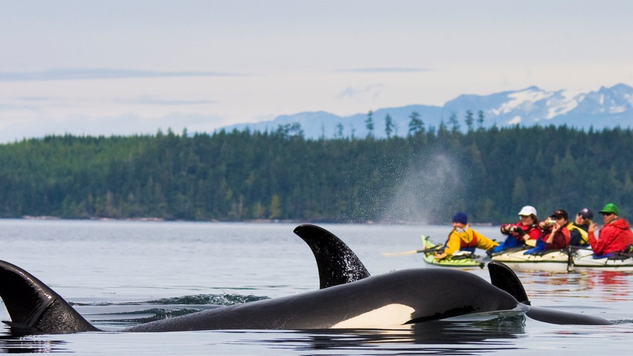 Kayak with orcas