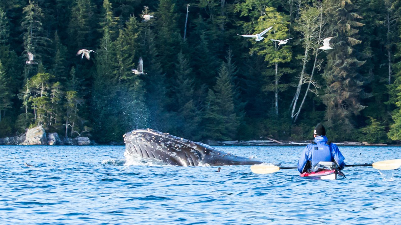 Sea Kayaker witnesses a humpback whale lunge feed in British Columbia 