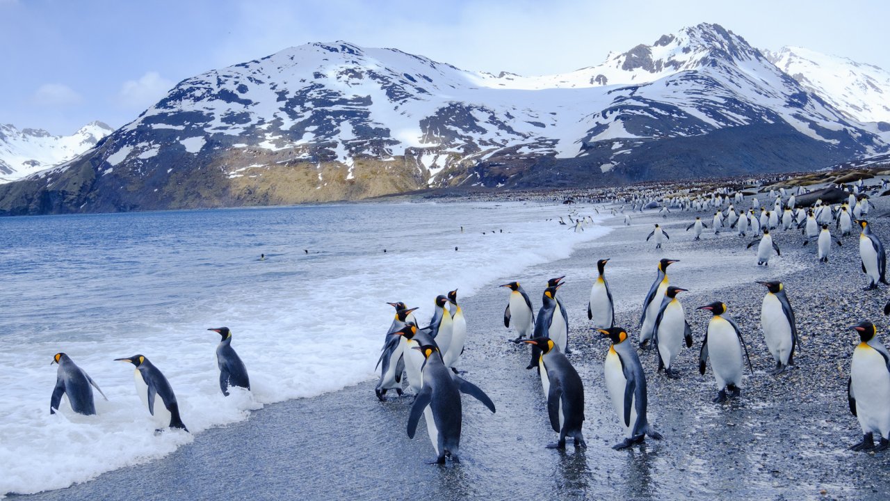 Group of penguins walk along the shore of a beach with snow capped mountains in the background in Antarctica