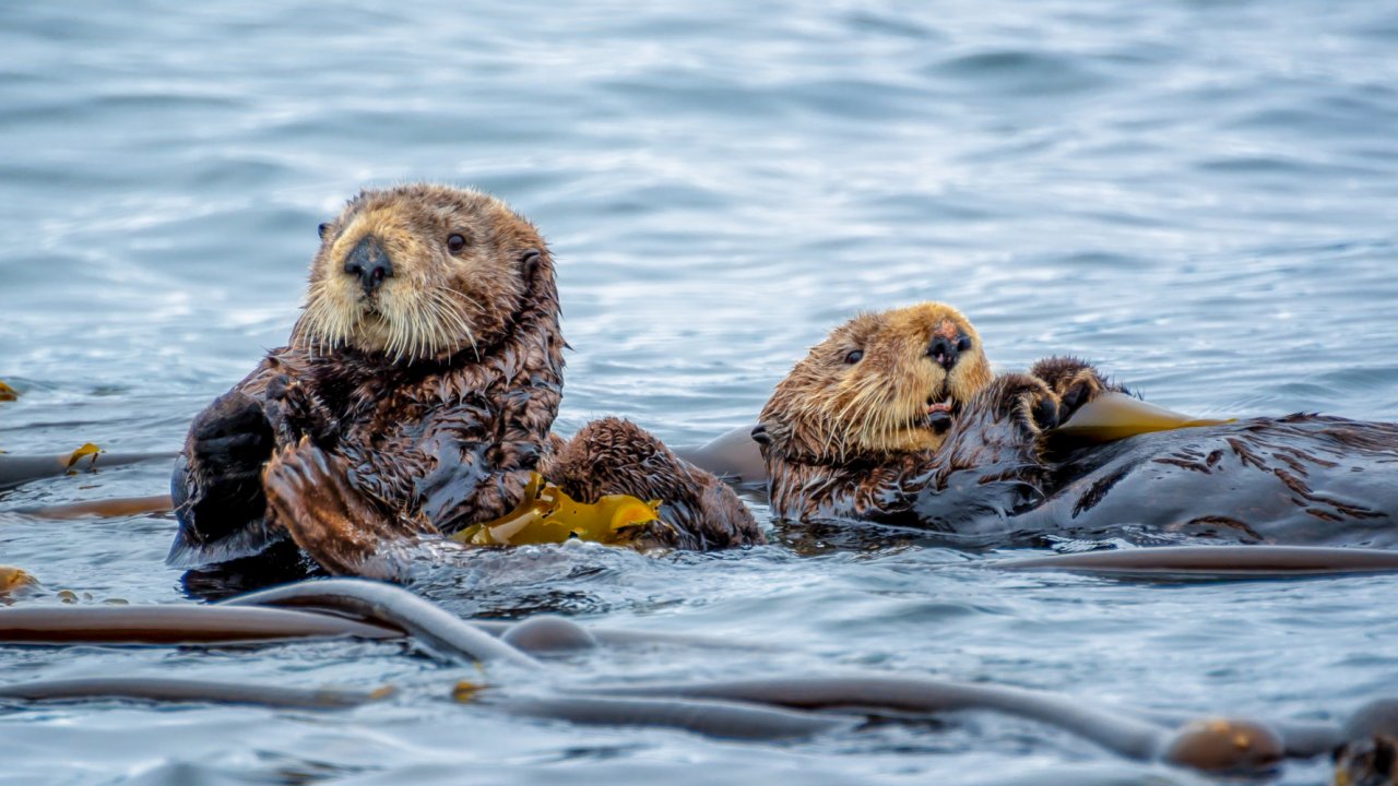 two sea otters resting in bull kelp