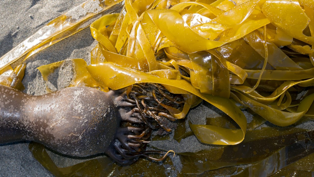 bullwhip kelp on sand