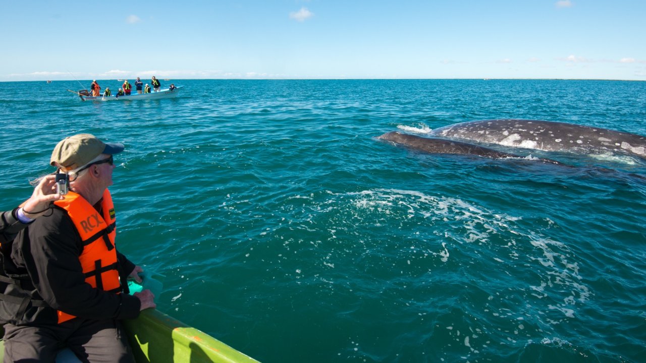 Guests watching a gray whale swim alongside a small boat in Baja California during whale season in Mexico