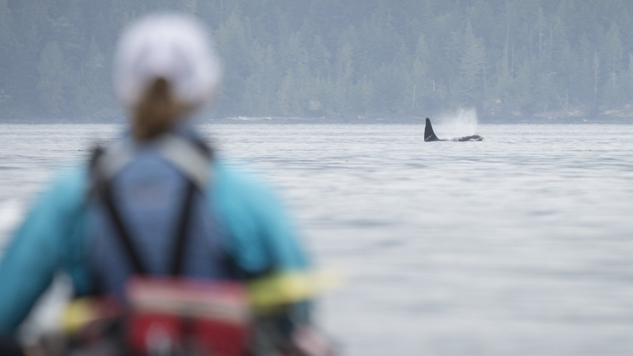 Orca whale surfacing in calm ocean waters with a kayaker in the foreground on Vancouver Island