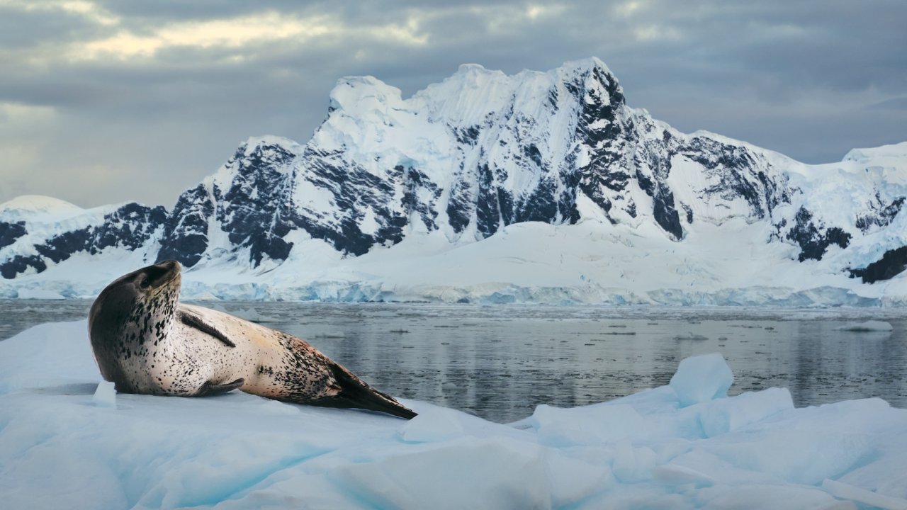 Antarctic leopard seal laying on an iceberg overlooking spectacular mountains
