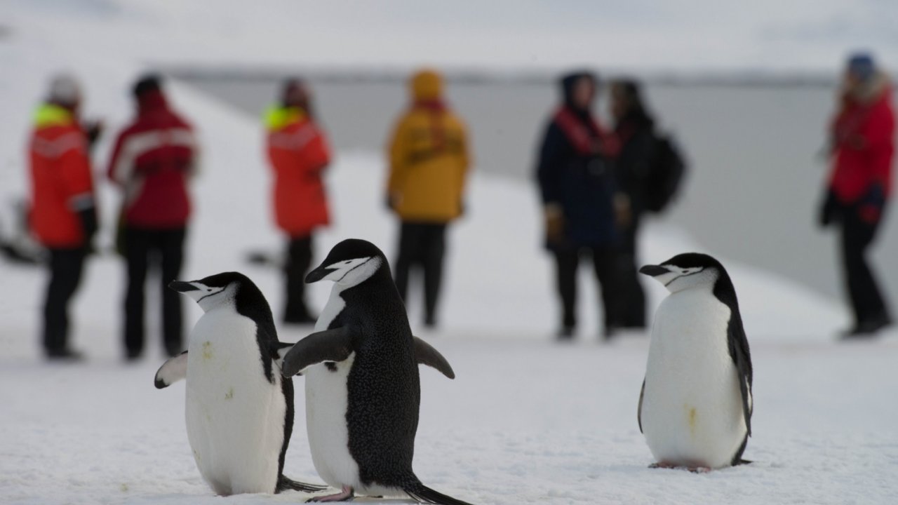 chin strap penguins in antarctica