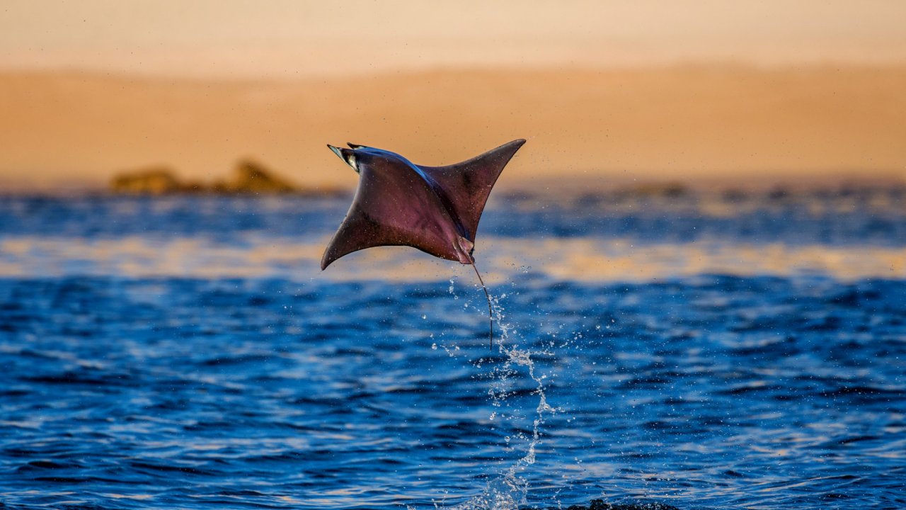 flying manta ray over blue ocean water