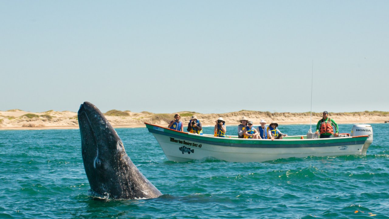 grey whale in front of small fishing boat in baja